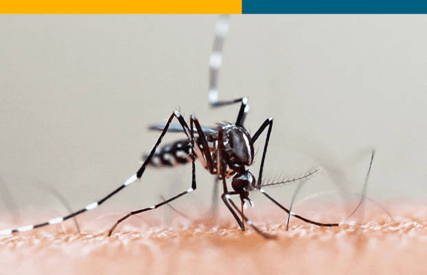 Prevenção contra o mosquito Aedes aegypti é sempre a melhor solução