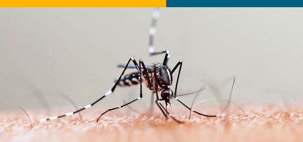 Prevenção contra o mosquito Aedes aegypti é sempre a melhor solução